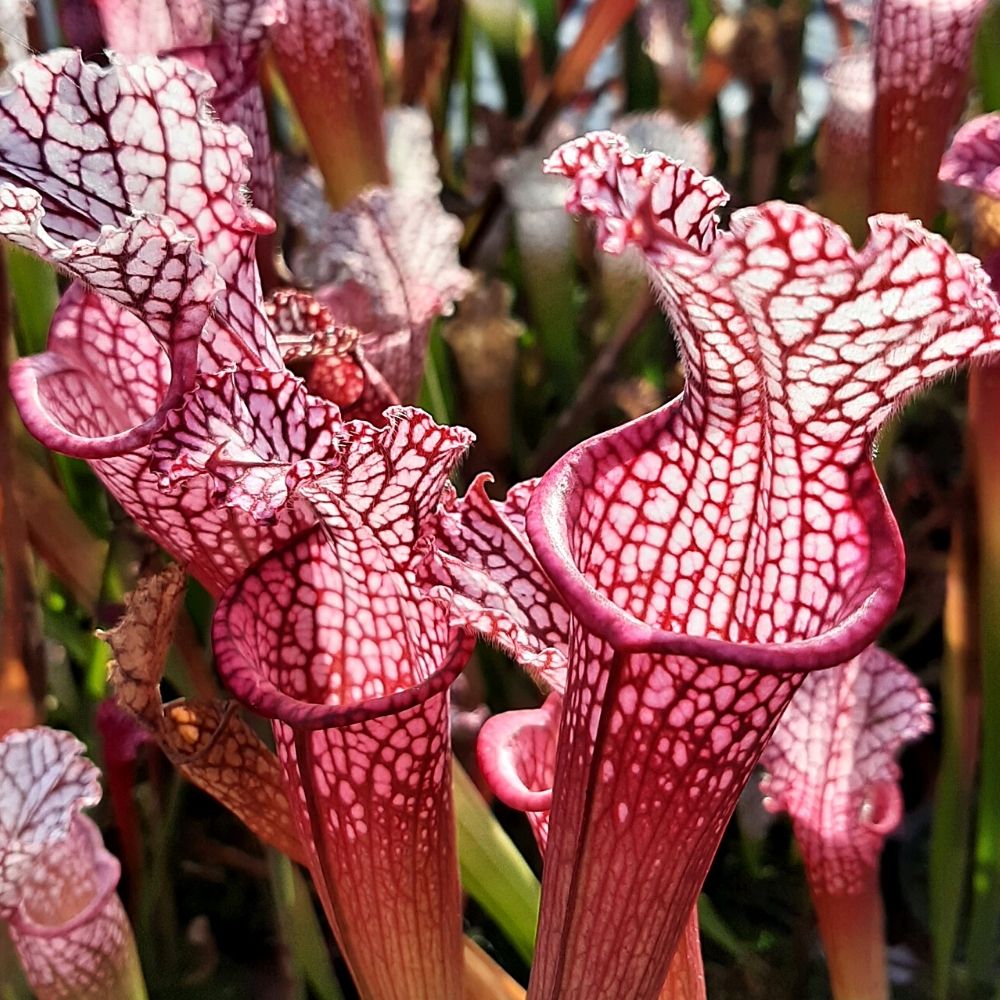Pensacola, Escambia Co., Fl. "pink form"