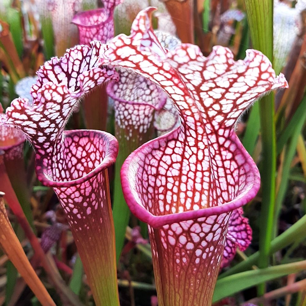 Pensacola, Escambia Co., Fl. "pink form"