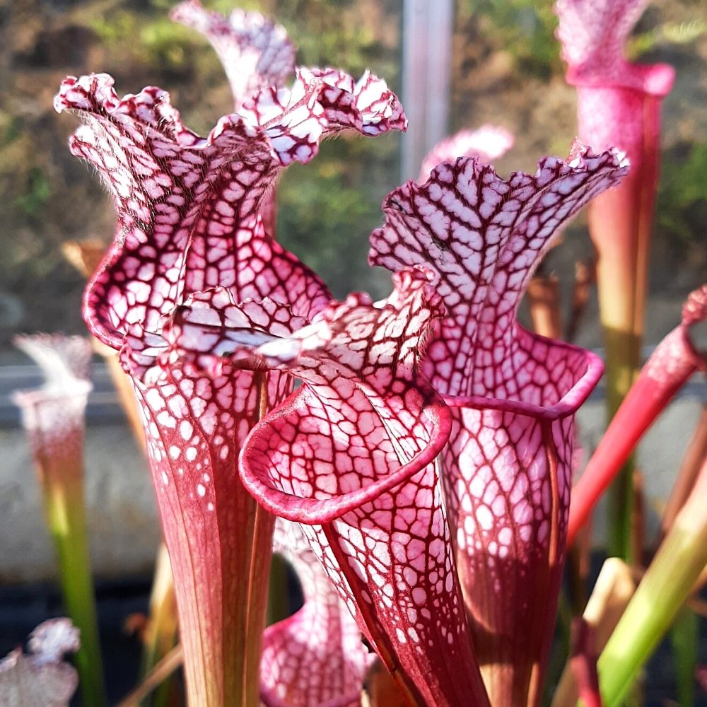 Pensacola, Escambia Co., Fl. "pink form"