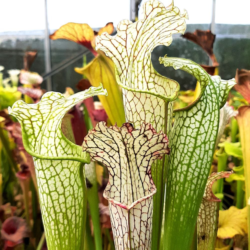 leucophylla x rubra ssp. wherryi, Washington Co., Al.