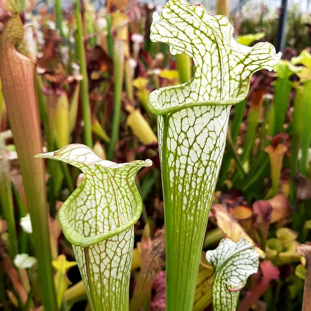 leucophylla x rubra ssp. wherryi, Washington Co., Al.