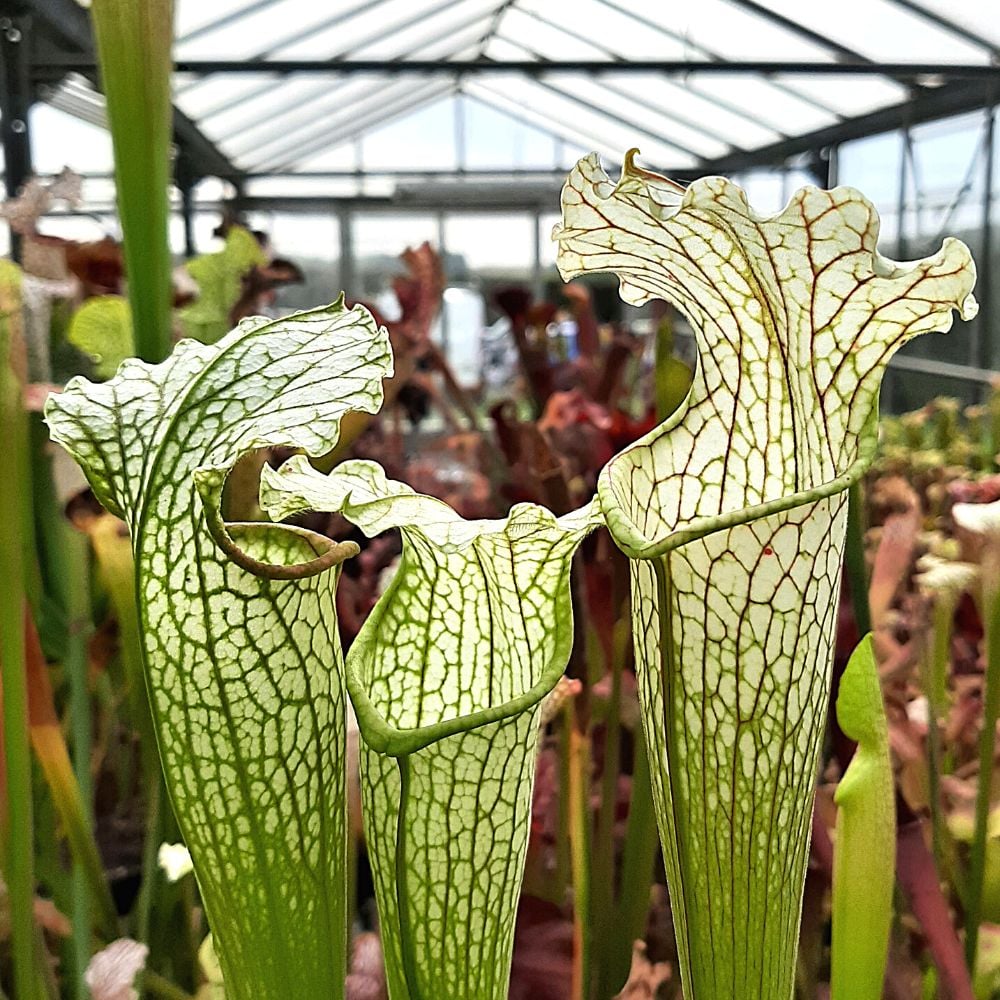 leucophylla x rubra ssp. wherryi, Washington Co., Al.