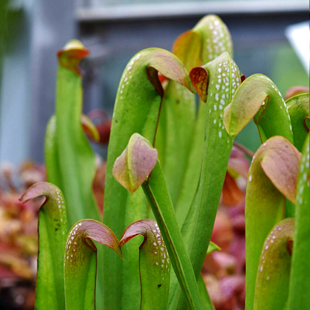 S. minor var. minor