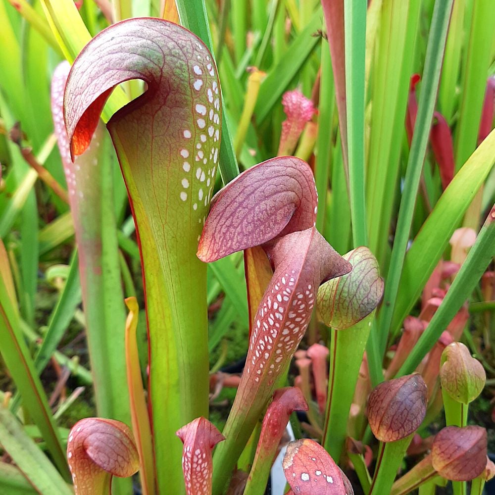 S. minor, Volusia Co., Fl.