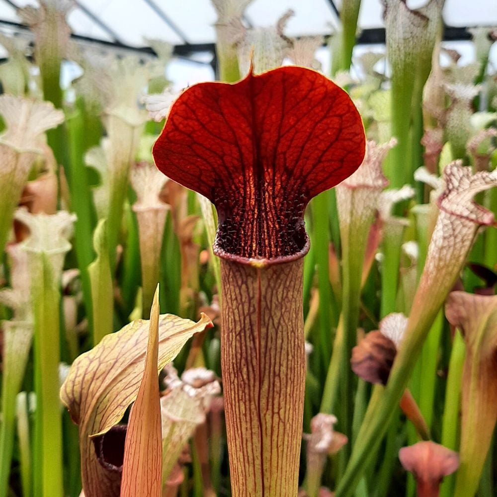 Mobile Co. (wild seed)