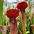 Mobile Co. (wild seed)
