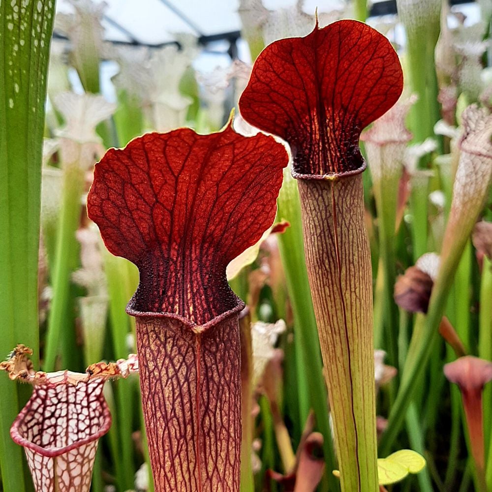 Mobile Co. (wild seed)