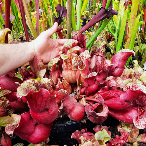 'Chipola Giant' x 'Dresden Giant' (seed-grown individuals, adult single growth point)