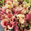ssp. venosa var. burkii/S. rosea (seed-grown)