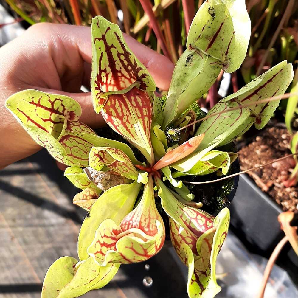 ssp. venosa var. montana, (Tom's Swamp x self)