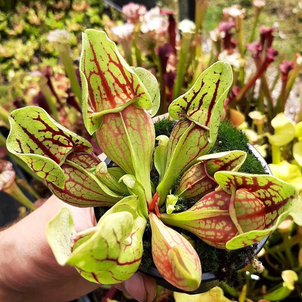 ssp. venosa var. montana, (Tom's Swamp x self)