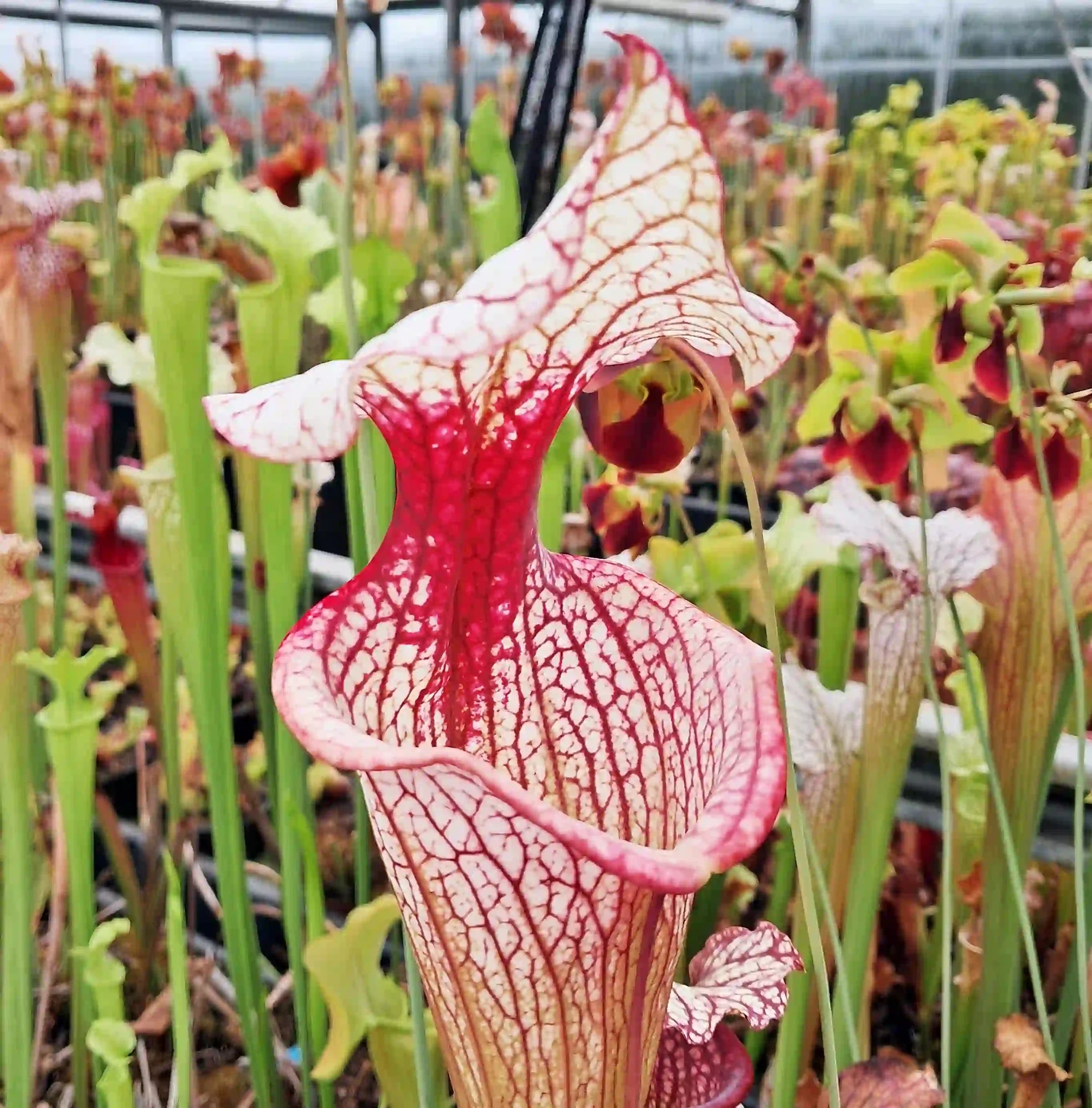 x moorei 'Atlas 5'