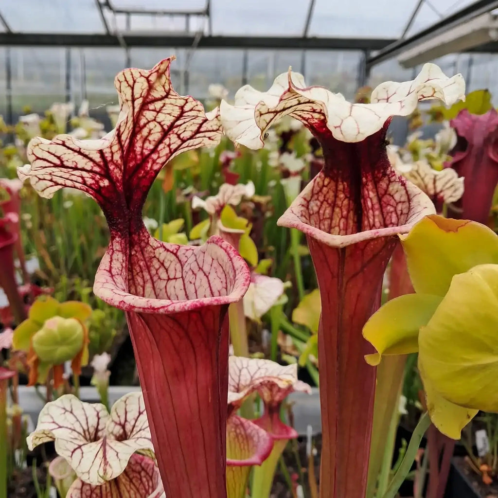 x moorei 'Rosaline'