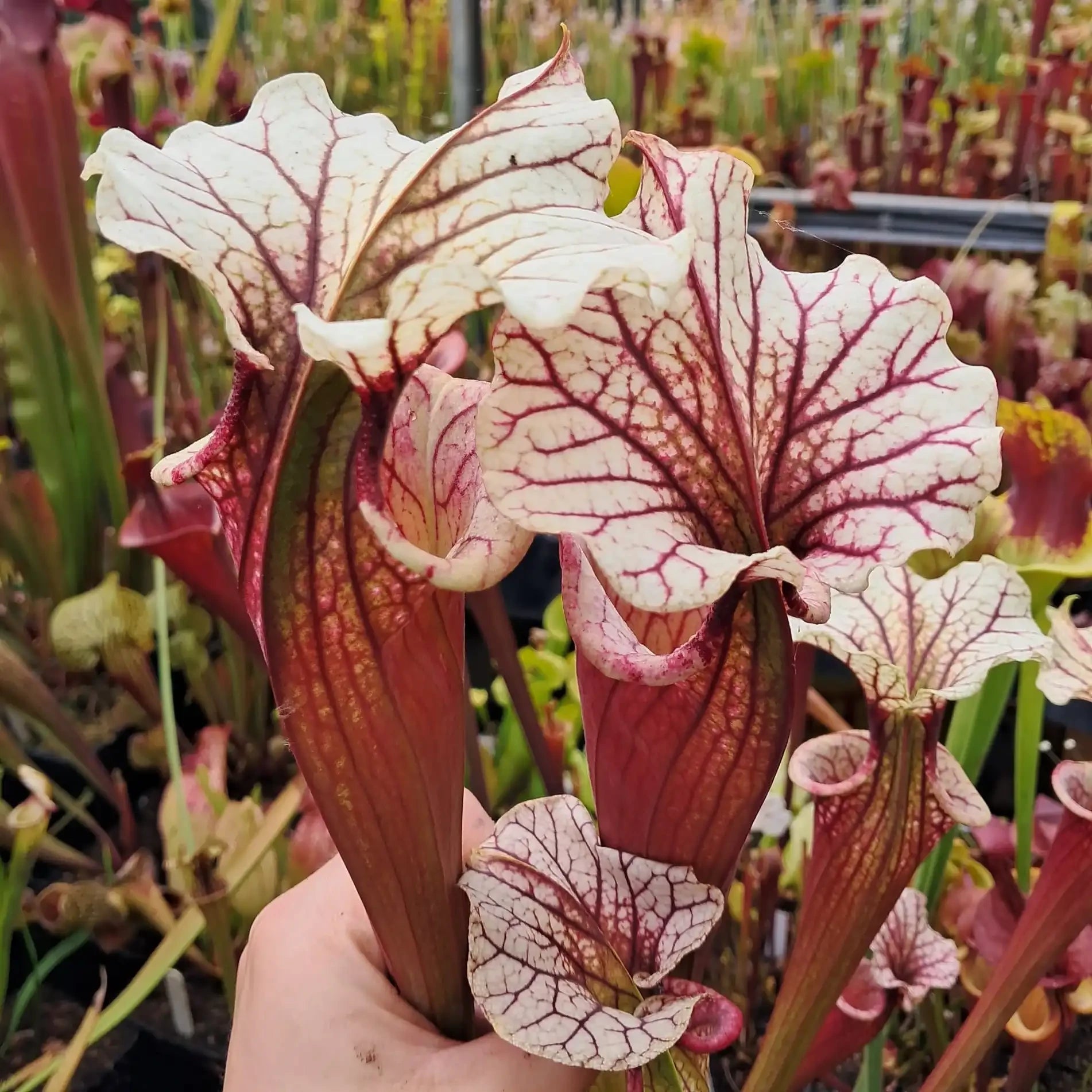 x moorei 'Rosaline'