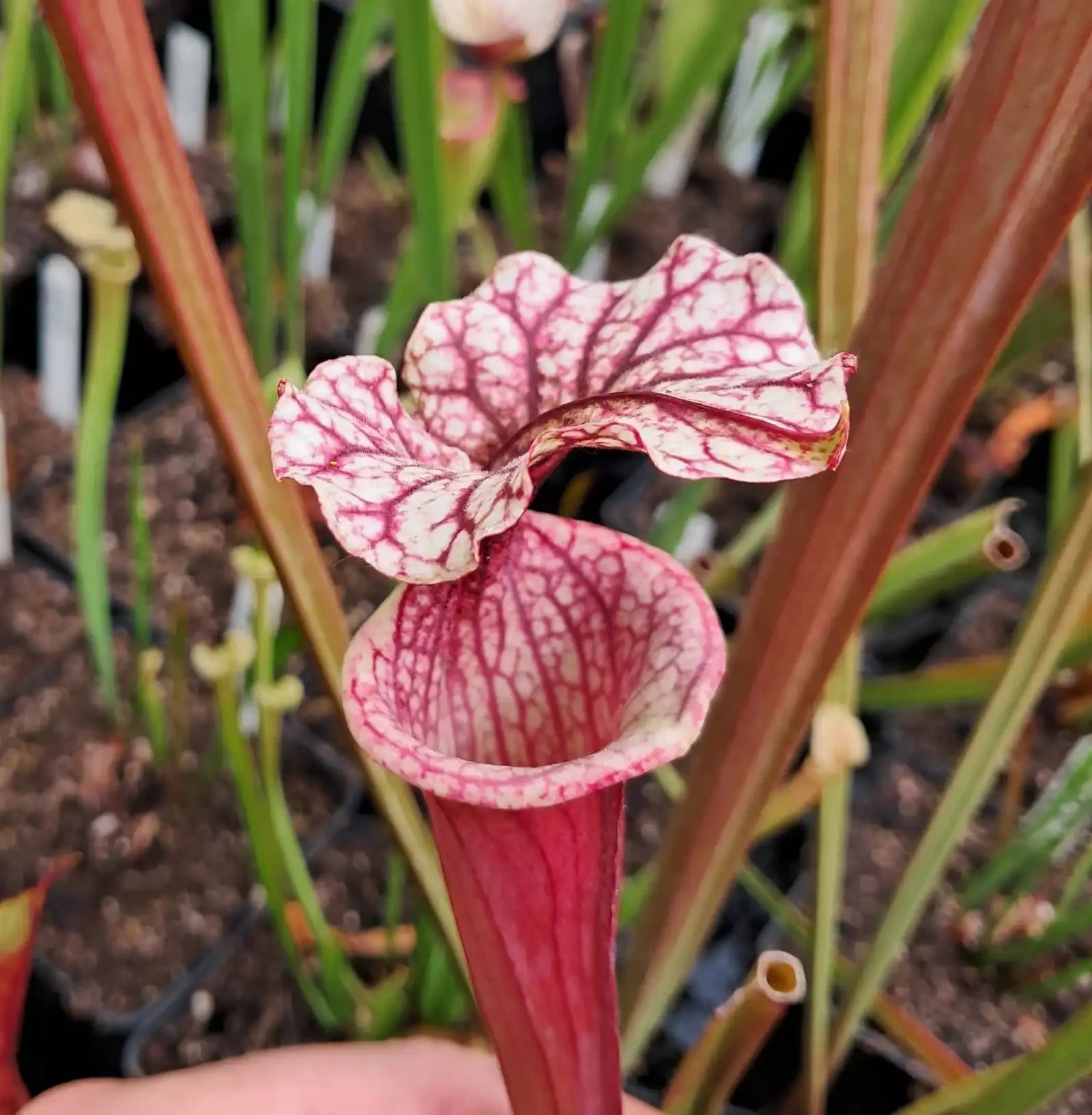 x moorei 'Rosaline'
