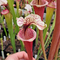 x moorei 'Rosaline'