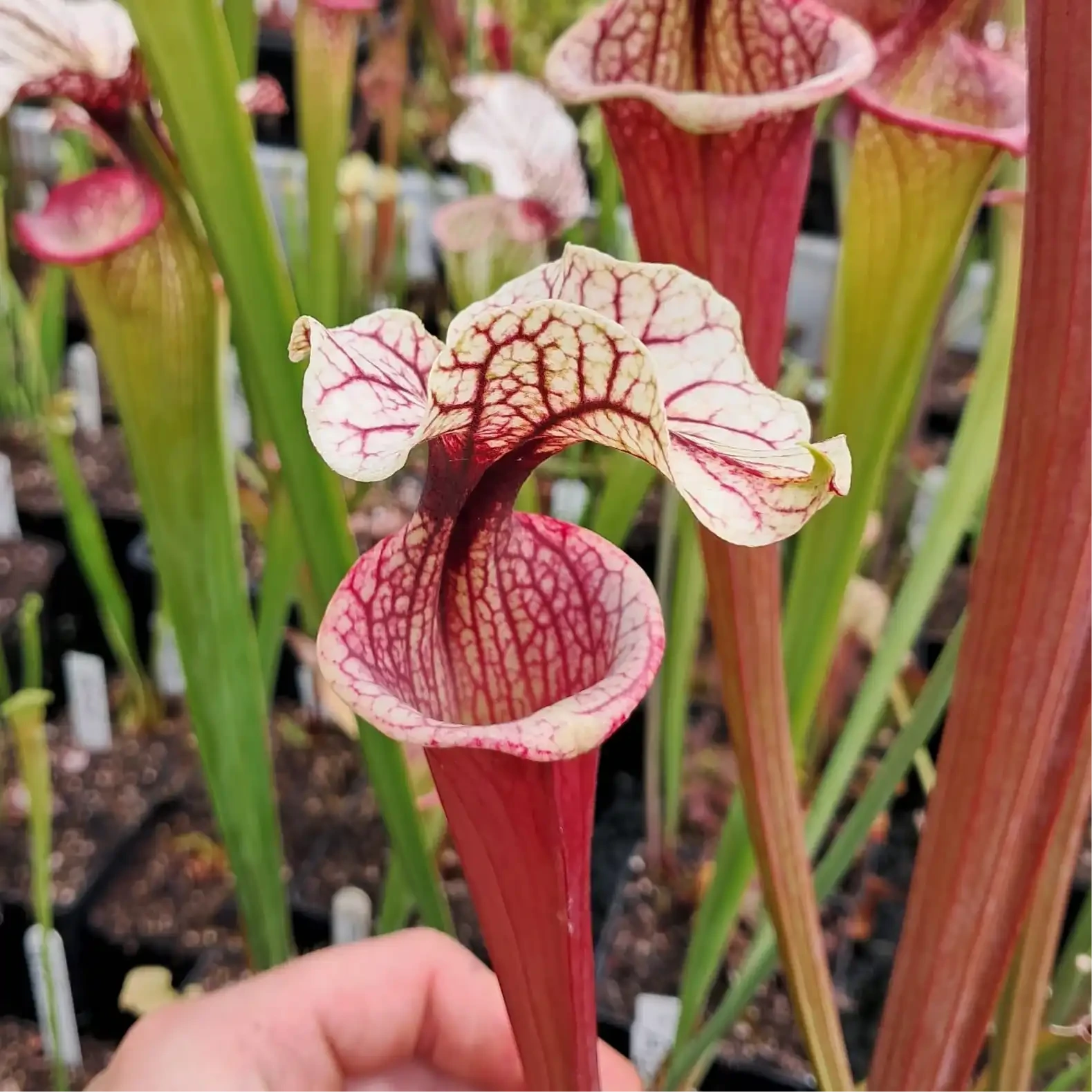 x moorei 'Rosaline'