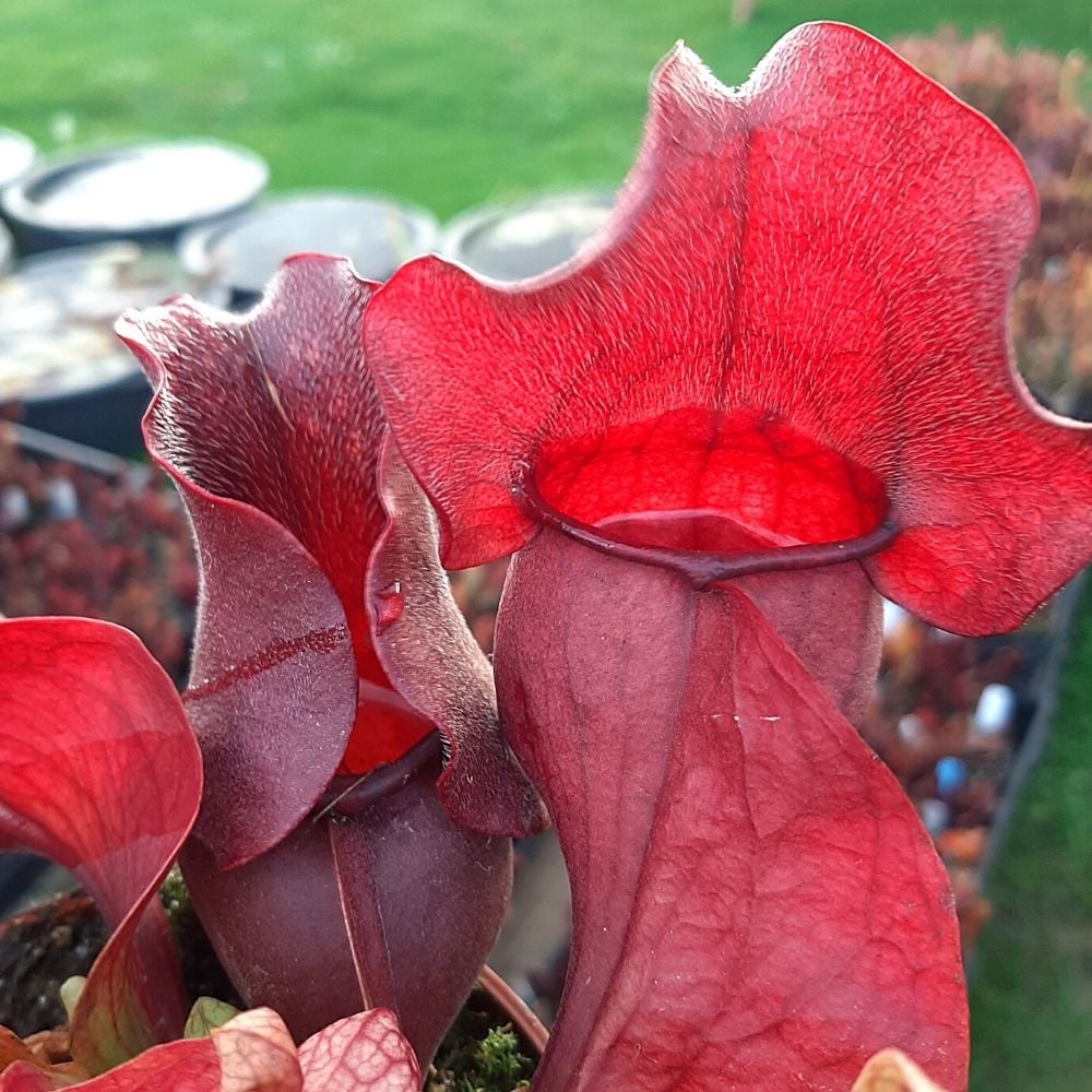 rosea, Jackson Co. Mississippi (ssp. venosa var. burkii)