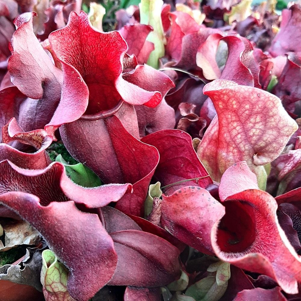 rosea, Jackson Co. Mississippi (ssp. venosa var. burkii)