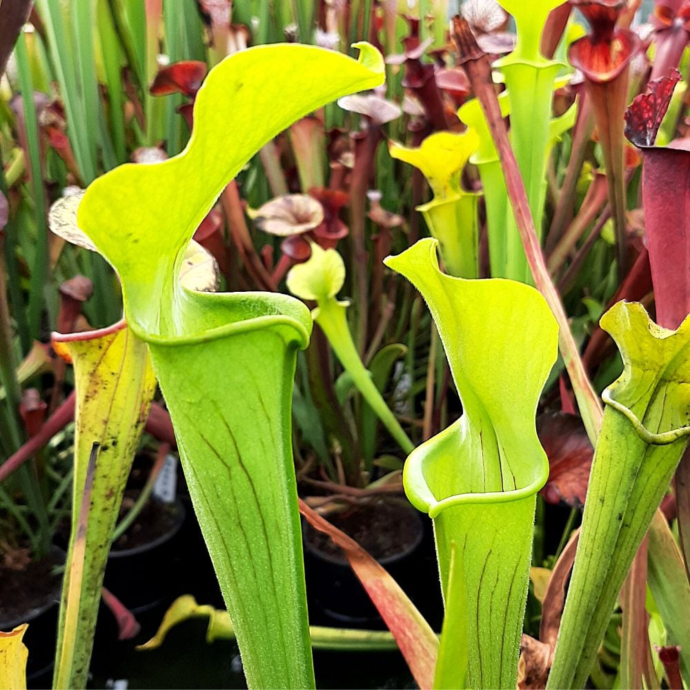 rubra ssp. alabamensis, Autauga Co., Alabama
