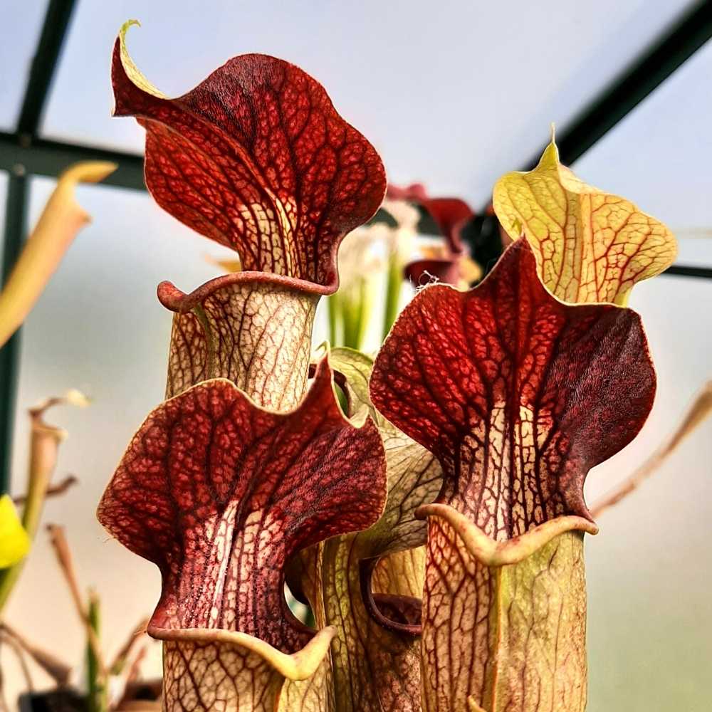 x areolata „Hans Luhrs Clone“, Rogier Van Loenen SH07