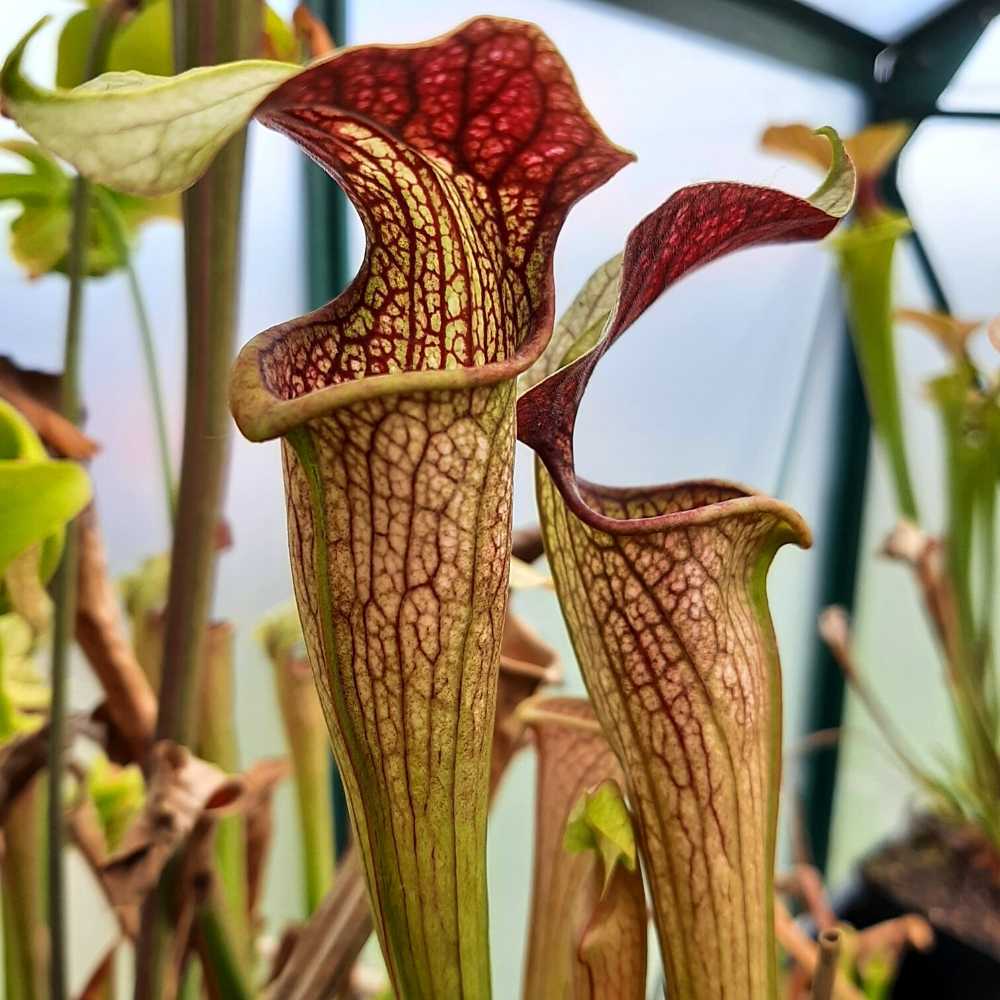 x areolata „Hans Luhrs Clone“, Rogier Van Loenen SH07