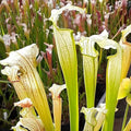 S. x areolata White Knight