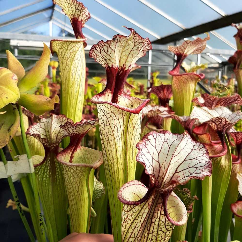 x moorei 'Leah Wilkerson'