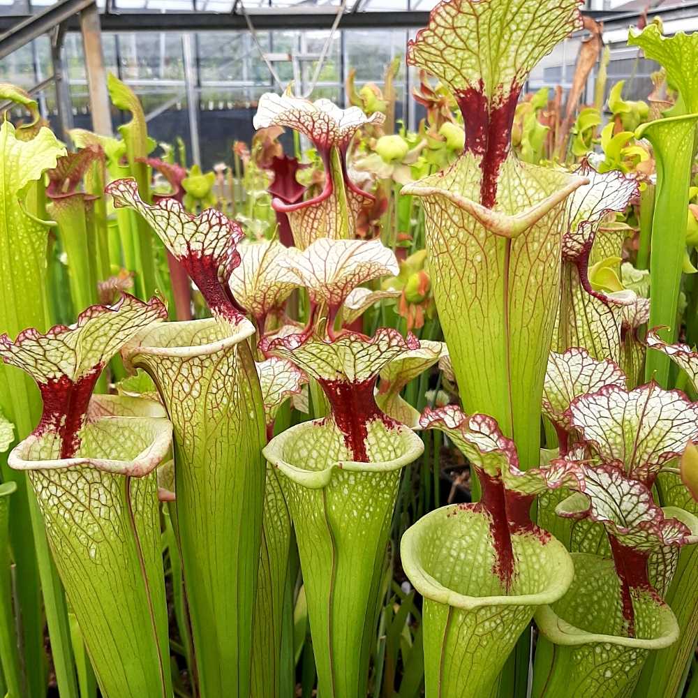 x moorei 'Leah Wilkerson'