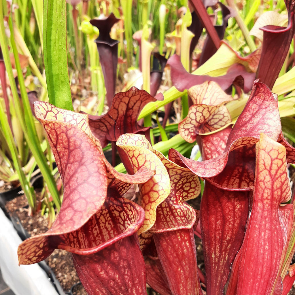 x catesbaei ("Waccamaw" x purpurea)