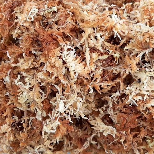Sphagnum Classic Nieuw-Zeeland (Spagmoss)