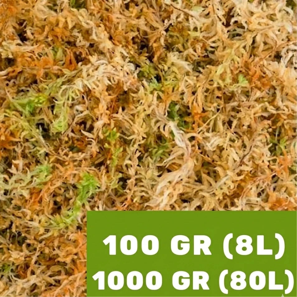 Sphagnum Classic Nieuw-Zeeland (Spagmoss)