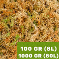 Sphagnum Classic Nieuw-Zeeland (Spagmoss)
