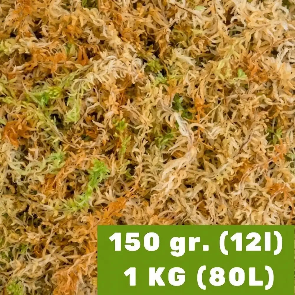 Sphagnum Supreme Nieuw-Zeeland (Spagmoss)