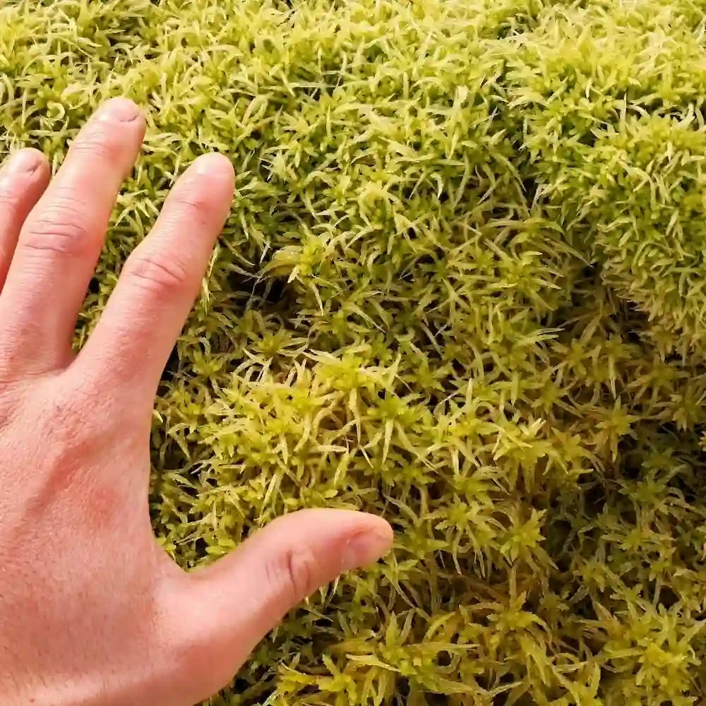 Levend sphagnum mos en hand om grootte te vergelijken.