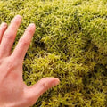 Levend sphagnum mos en hand om grootte te vergelijken.
