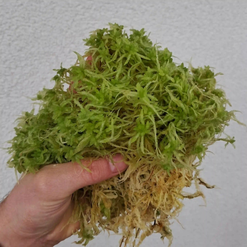 Close up veenmos (Sphagnum palustre)