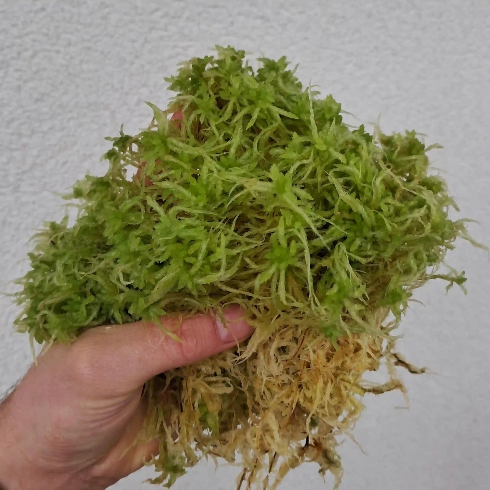 Close up veenmos (Sphagnum palustre)