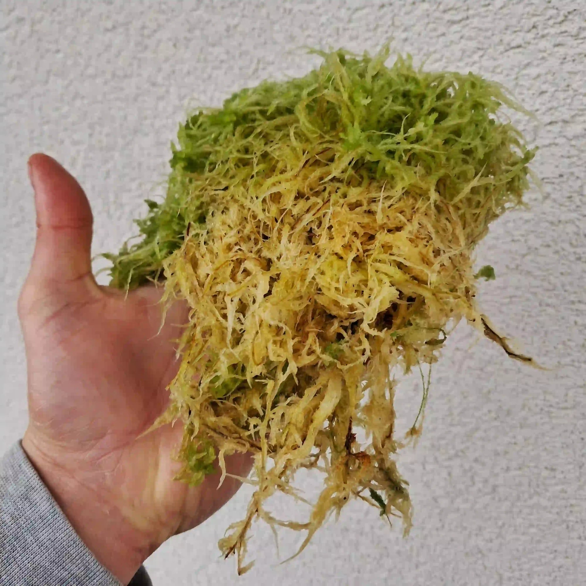 Close up veenmos (Sphagnum palustre)