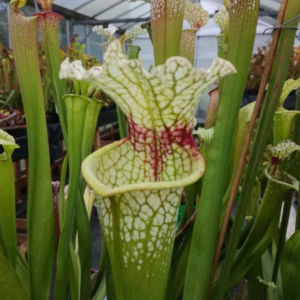 x moorei 'Wilkerson's White Knight', North Walton Co., Florida