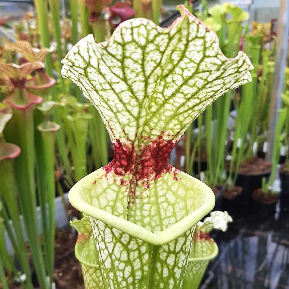 x moorei 'Wilkerson's White Knight', North Walton Co., Florida