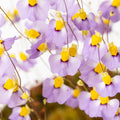 U. bisquamata 'Betty's Bay'