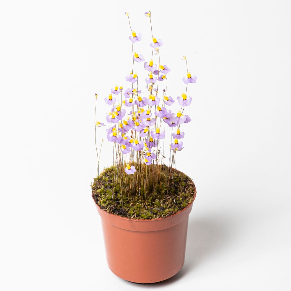 U. bisquamata 'Betty's Bay'