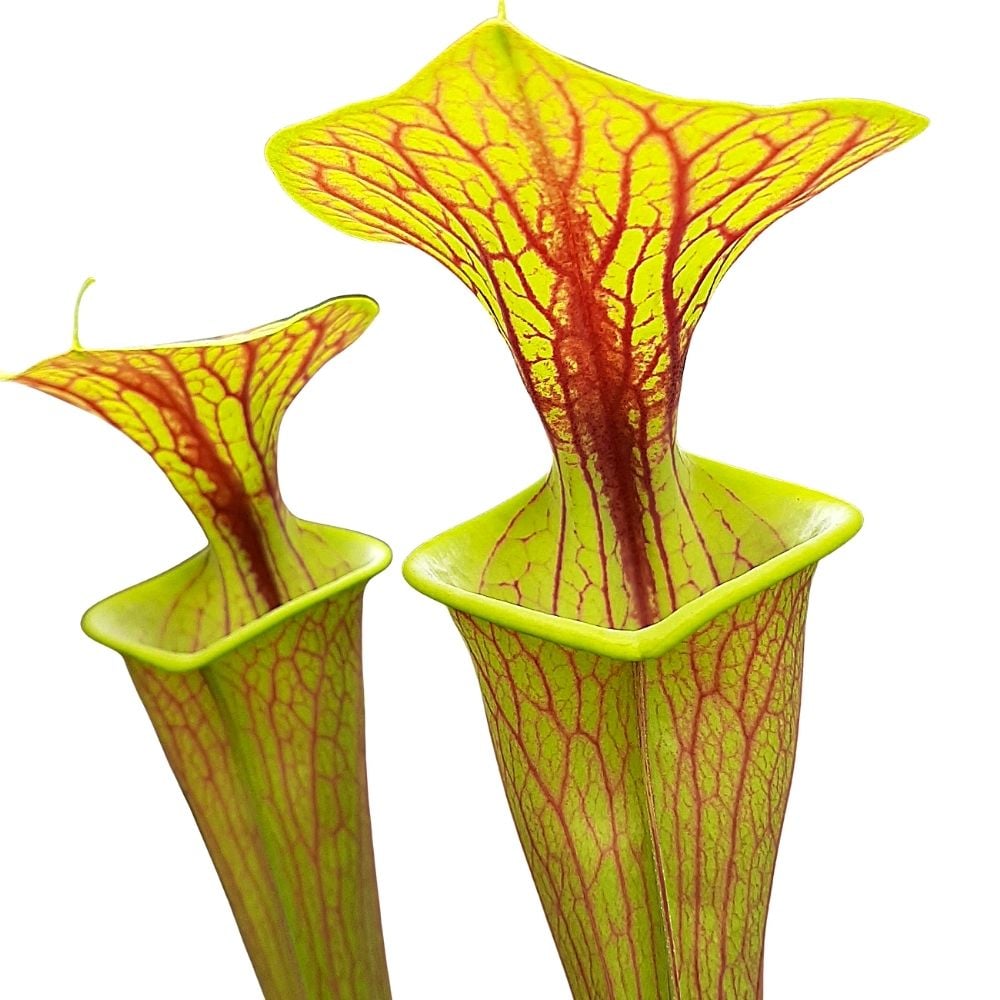 var. ornata, Pender Co, North Carolina, MK F78