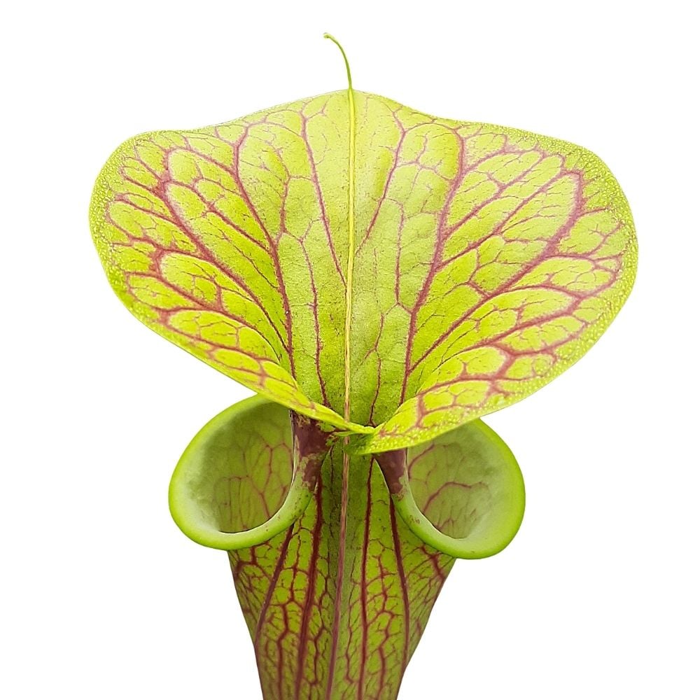 var. ornata, Pender Co, North Carolina, MK F78