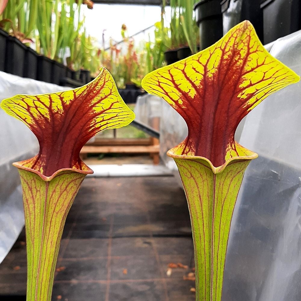 var. ornata, Wewahitchka,FL W,(F99,JA), Very strong throat patch