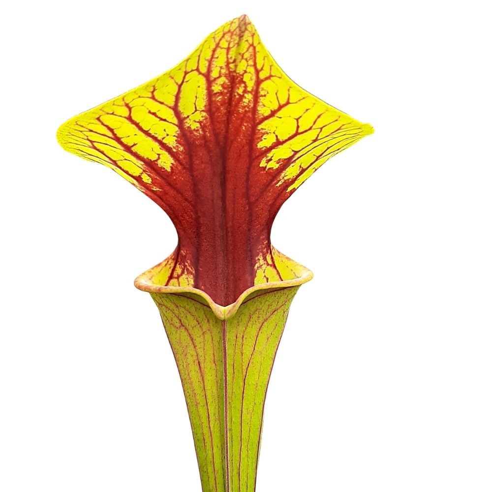 var. ornata, Wewahitchka,FL W,(F99,JA), Very strong throat patch