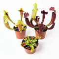 Outdoor bog garden kit (2x Sarracenia & Venus flytrap)