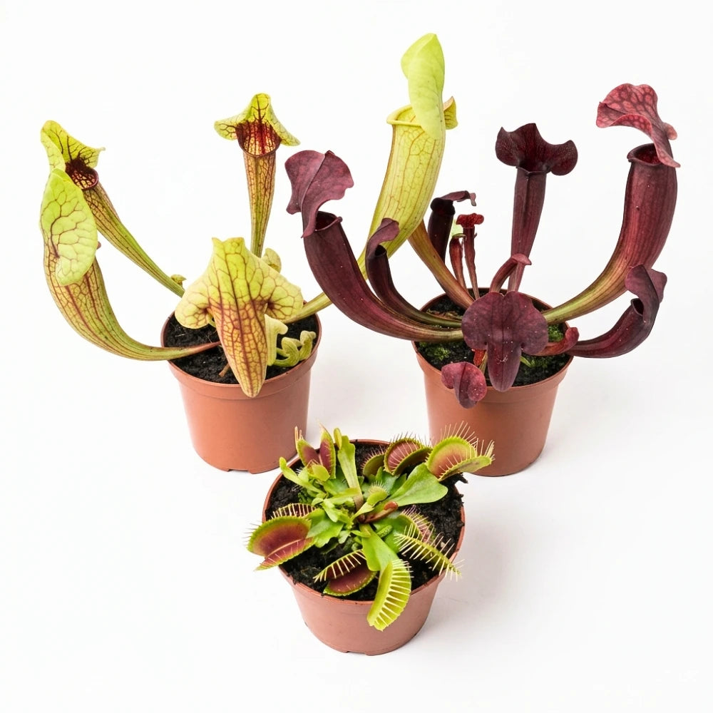 Outdoor bog garden kit (2x Sarracenia & Venus flytrap)