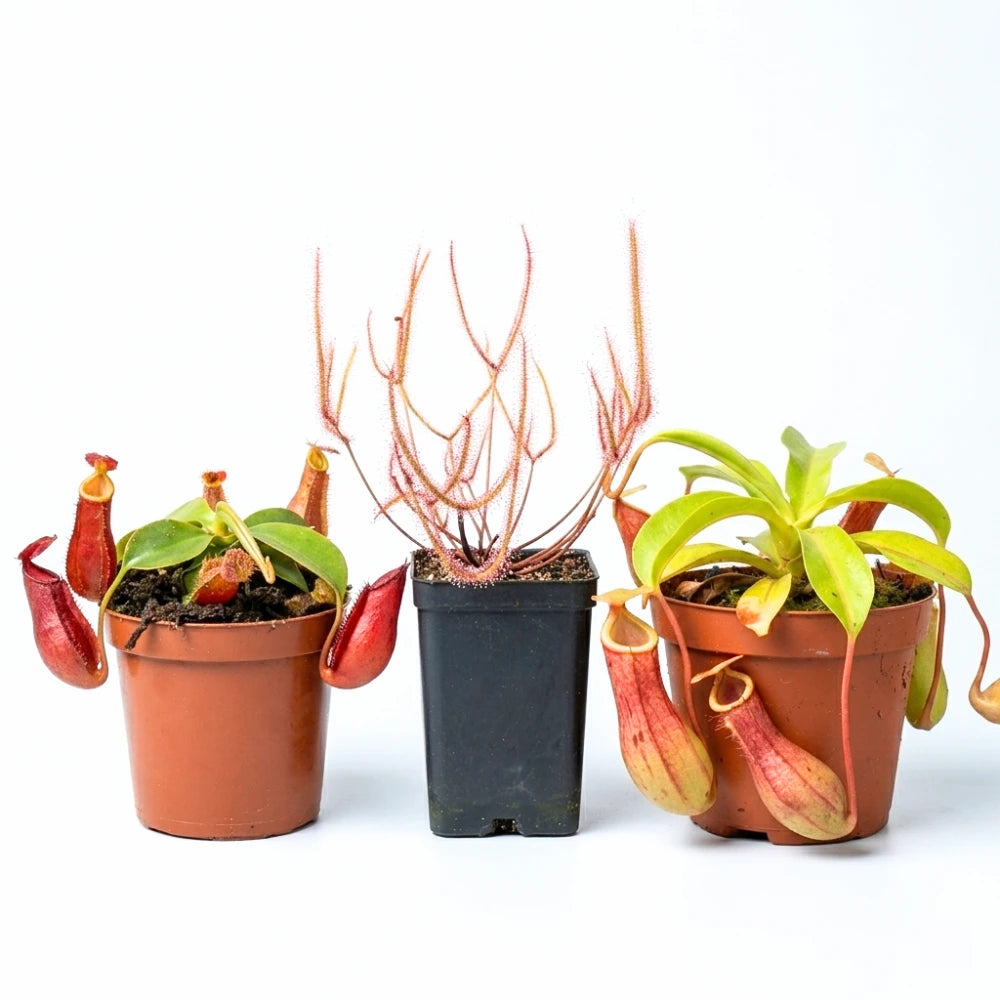 Indoor Carnivorous Plant Package (2x Tropical Pitcher Plant and Sundew)